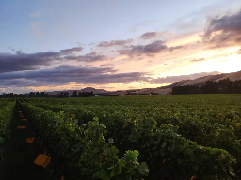 wine vineyard vineyard New Zealand